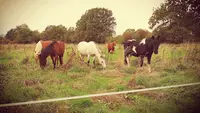 Les Grangers