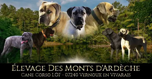 Élevage de Cane Corso Lof des Monts d'Ardèche