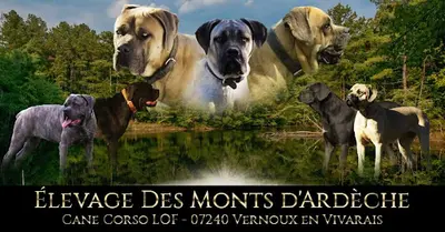 Élevage de Cane Corso Lof des Monts d'Ardèche