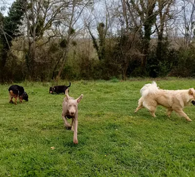 Com.des Chiens Éducation Canine Pension