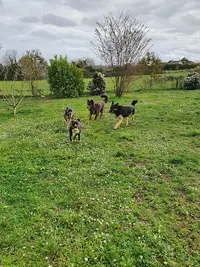 Educatrice Canin Comportementaliste Pension Familiale - Serenity Dog