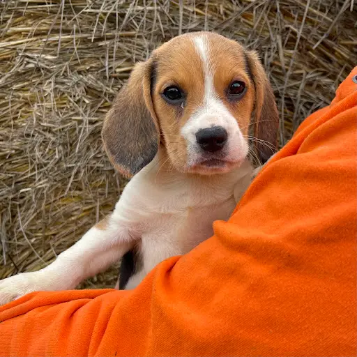 Élevage de Beagle et de Bouledogue Français du Domaine de la Couture