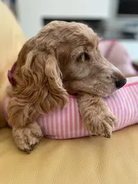 Une Vie de Chien