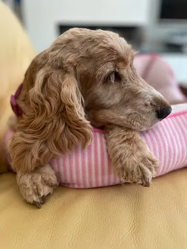Une Vie de Chien
