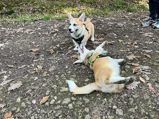 Absolument Animal Éducatrice Comportementaliste Pour Chiens et Chats