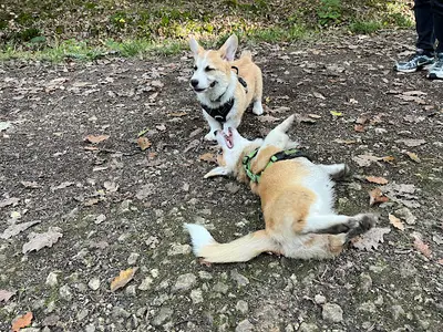 Absolument Animal Éducatrice Comportementaliste Pour Chiens et Chats