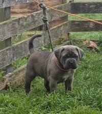 Élevage de Cane Corso des Terres Saintauloises