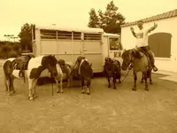 Tagada Poney