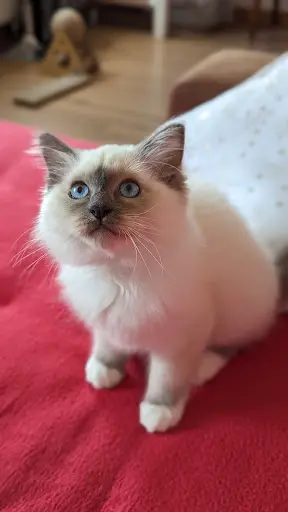 Chatterie des Yeux de Breizh