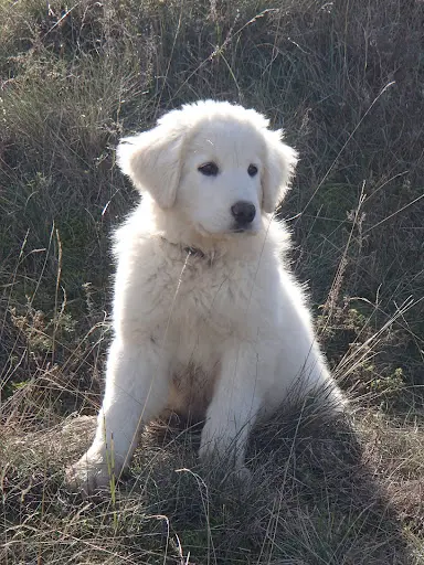 Felicanin Blanc Busserolles, Educateur Canin, Garde d'Animaux Drôme