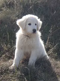 Felicanin Blanc Busserolles, Educateur Canin, Garde d'Animaux Drôme