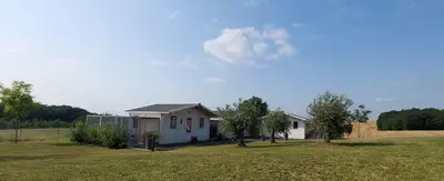 Papadamcats