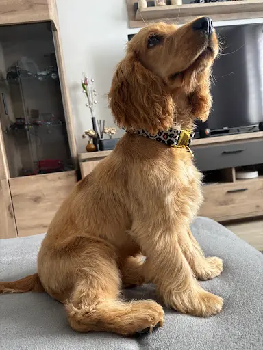 Cani’passion