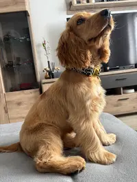 Cani’passion
