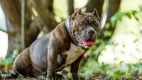 Mb Bully Camp