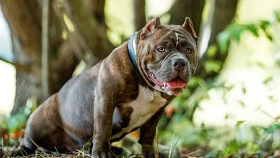 Mb Bully Camp