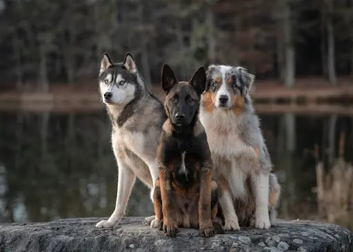 Luxi Dog - Éducateur Comportementaliste Canin