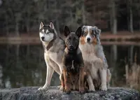 Luxi Dog - Éducateur Comportementaliste Canin