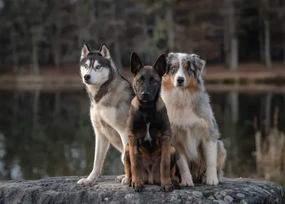 Luxi Dog - Éducateur Comportementaliste Canin