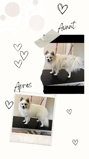 La Magie des Poils