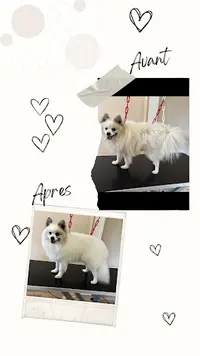 La Magie des Poils