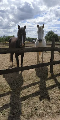 Pelerinière Equitation