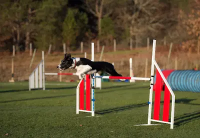 Natural Dogsport