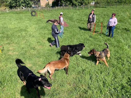 Canis Disciplina, Éducation et Comportementalisme Canin