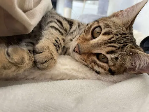 Chatterie Bengal Master
