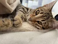 Chatterie Bengal Master