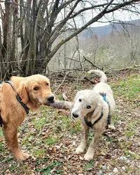 Canimuse Educateur Comportementaliste Canin Champsaur Valgaudemar