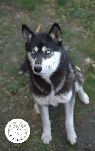 Puy des Loups : Elevage de Husky Sibérien Lof et Testés