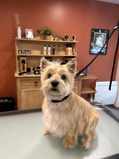 La Patte d'Indiana Reims, Salon de Toilettage, Praticienne en Massage Canin.
