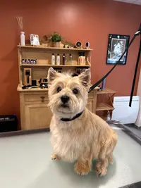 La Patte d'Indiana Reims, Salon de Toilettage, Praticienne en Massage Canin.