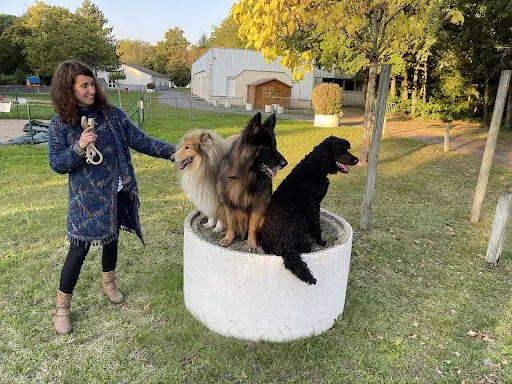 Ceephao - Formation de Comportementaliste Animalier (canin, Félin, Équin) & D’éducateur Canin - Un Programme Unique en Centre