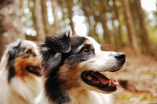 Holly Dog - Yohann - Éducateur Comportementaliste Canin - 22