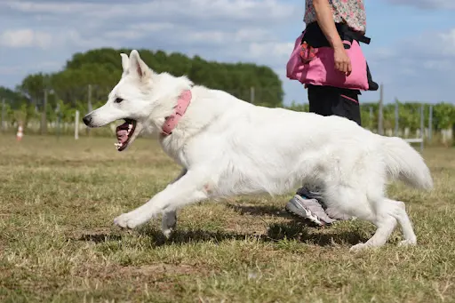 Education et Sport Canin St Brissonnais