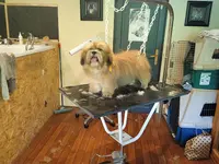 Charly S-dog