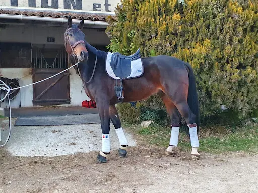 Ecurie de Saint Cézaire (ex Centre Équestre de la Stèle)
