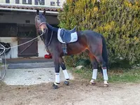 Ecurie de Saint Cézaire (ex Centre Équestre de la Stèle)