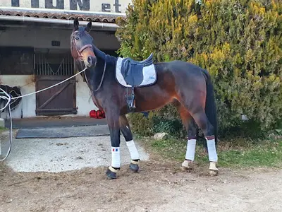 Ecurie de Saint Cézaire (ex Centre Équestre de la Stèle)