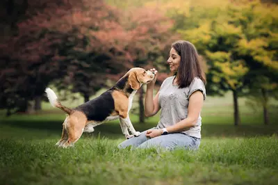 Education Canine À Istres - la Niche Aventure