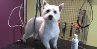 Estheti Chien