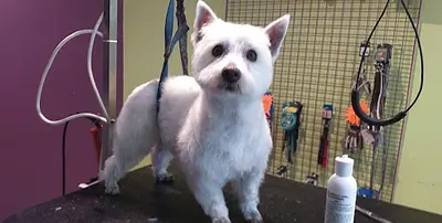 Estheti Chien
