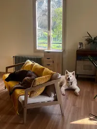 Dog Valley
