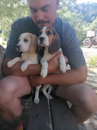 Sarl Puech Rouch - Beagle St Chinian
