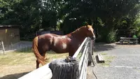 West Equi Club Choletais