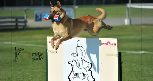 Educateur Canin François Segard