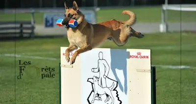 Educateur Canin François Segard