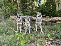 Cantal Canin Educ
